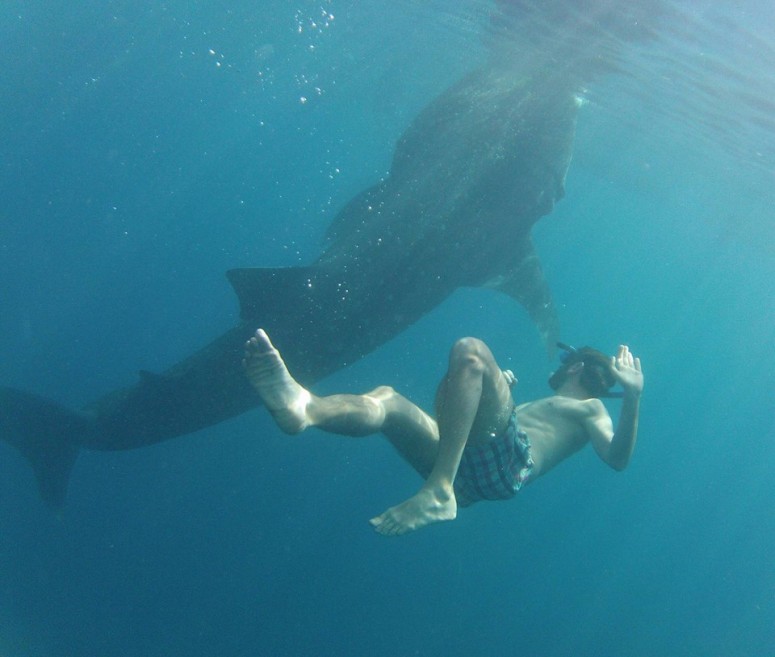 Whaleshark Encounter